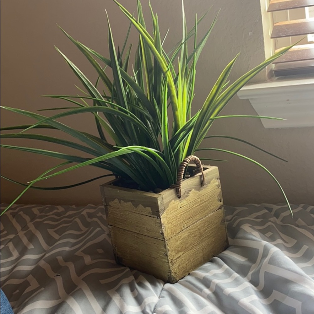 Plant room decoration